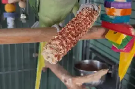 Lost bird, Pinnacle Street, Liverpool - female loves apples and walnuts - photo