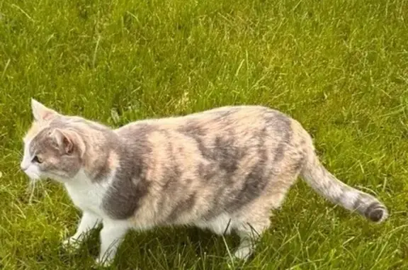 Animaux perdus Rochefort, photo: Chat perdu, Place Fogt, 14, Aniche - tricolore