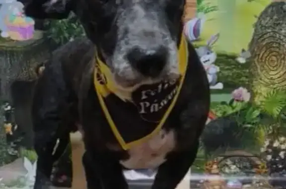 Cachorro perdido Macho (brl002687) - photo