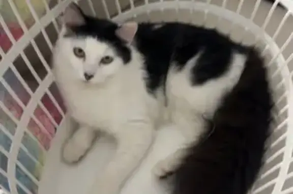 Lost female cat, Fourth Avenue, 24, Mandurah - black and white fluffy - photo