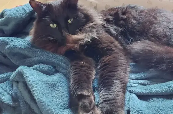 Chat perdu, Batz-sur-Mer, photo: Chat perdu, Route de Kerlan, Batz-sur-Mer - Boubou, chat mâle castré