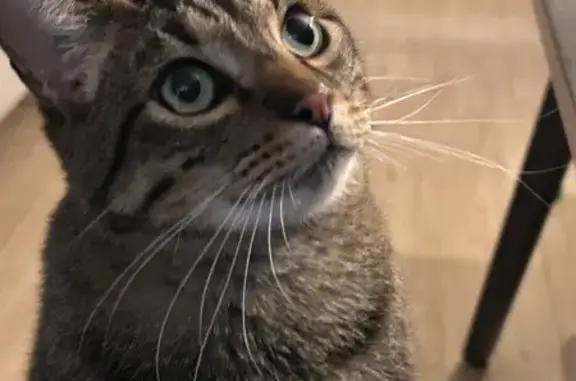 Búsqueda de mascotas, foto: Perdido gato macho, Calle de Agustín y Antonia, 15, San Sebastián de los Reyes - castrado con chip