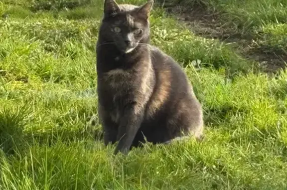 Animaux perdus Paris, photo: Chat perdu, Crusnes, Grand Est - tache blanche sous la lèvre