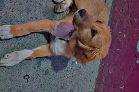 Búsqueda de mascotas, foto: Perro encontrado Macho, Santa Maria Chimalhuacan (mxf489328)