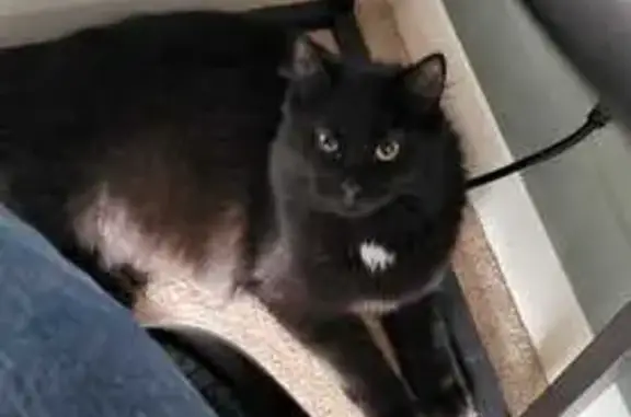 Lost cat, Dover Road, Portsmouth - female, fluffy with a pink collar - photo