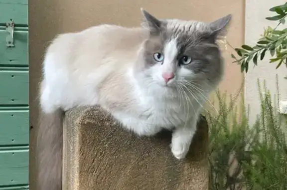 Animaux perdus Paris, photo: Chat perdu, Impasse des Alouettes, Mudaison - collier rouge
