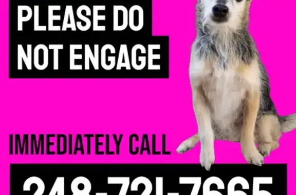 Lost dog, Goodrich Street, Ferndale, Bowling Green - female with pointy ears - photo