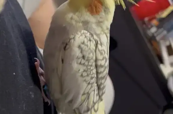 Lost and found pets St. Cloud, photo: Lost bird, 37th Avenue North, St. Cloud - male cockatiel