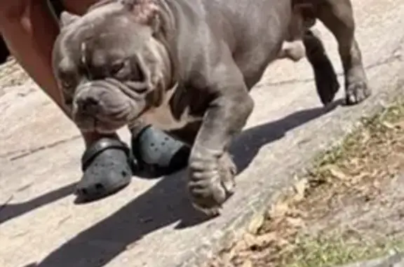 Lost dog, Dixon Boulevard, Cocoa - male American Bully - photo