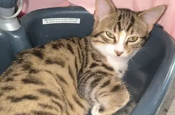 Animaux perdus Luitré, photo: Chat perdu, Rue de la Mairie, Dompierre-du-Chemin - queue courte