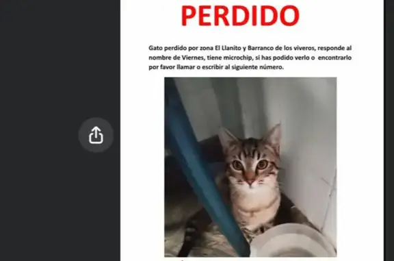 Perdido gato, Camino las Ledas, 28, Breña Alta, Las Palmas de Gran Canaria - atigrado y dócil - photo