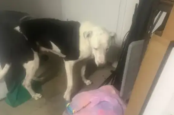 Found dog, Abby Drive, Graceme...