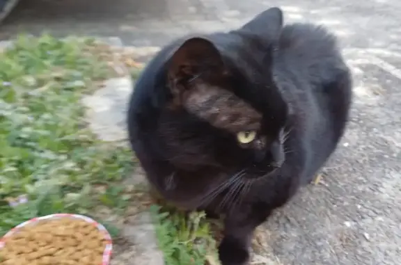 Animaux trouvés Rennes, photo: Chat trouvé, Rue du Général Audibert, Rennes - mâle noir avec tache blanche