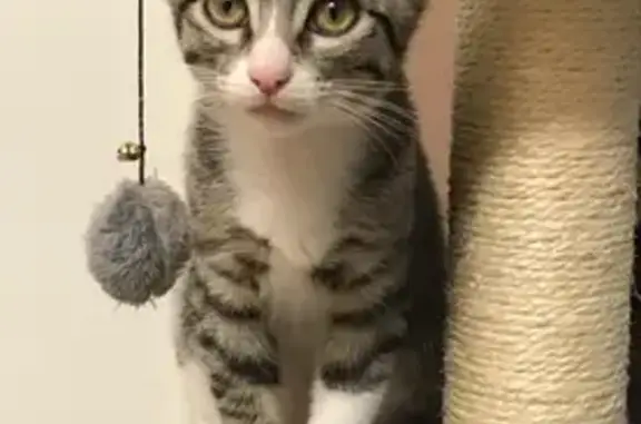 Perdido gato, Carrer de Josep Llimona, 1C, Terrassa - hembra de 4 años - photo