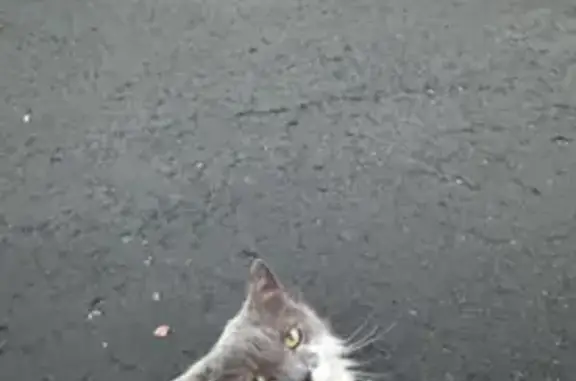 Missing cat Phoenix, photo: Missing cat Male, Phoenix (usl535712)