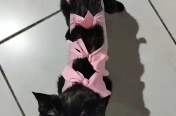 Gatos perdidos, Zamora, foto: Perdido gato hembra, Calle Jorge Negrete, Zamora - carey con collar rosita