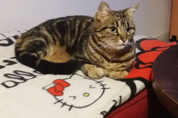 Animaux perdus Limoges, photo: Chat perdu, Rue des Sorbiers, Limoges - tigré et très peureux
