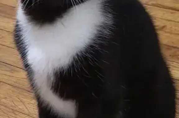 Animaux perdus Rennes, photo: Chat perdu, Vallon du Stang-Alar, Brest - mâle avec harnais rouge