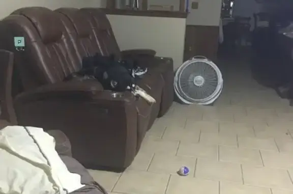 Lost dog, Southwest 27th Place, 110, Newcastle - female Husky - photo