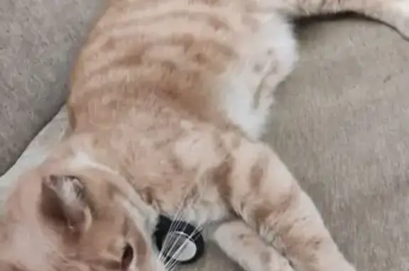 Рудий кіт, кастрований, з gps трекером, трохи товстий та чистий. Знайшли біля готелю Львів