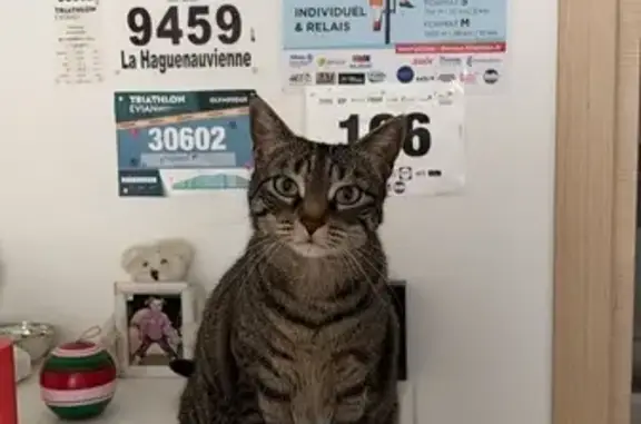 Chat perdu, Route de sous le Crêt, 280, Orcier, Allinges - femelle tigrée gris/noir - photo