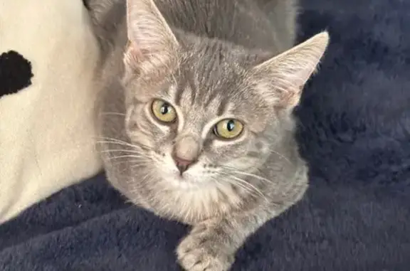 Chat perdu, Rue Vélane, 7, Toulouse - femelle grise avec collier à carreaux - photo
