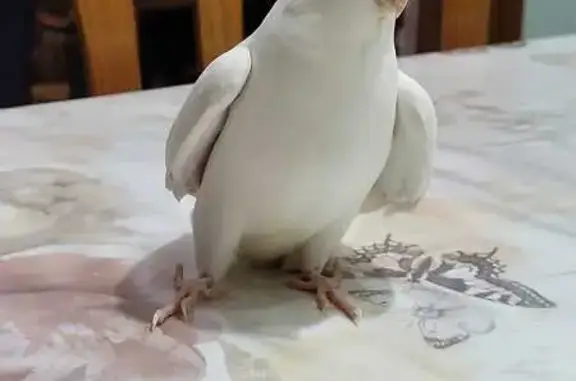 Ave perdida, Calle de Holanda, Santa Pola - completamente blanca, ojos rojos - photo