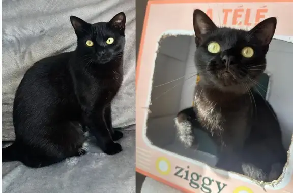 Chat perdu, Saint-Malo, photo: Chat perdu, La Banneville, Saint-Malo - toute noire avec une tache blanche