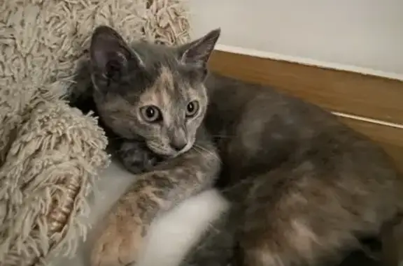Chat perdu, Elne, photo: Chat perdu, Boulevard Violet, 15, Thuir - femelle isabelle grise