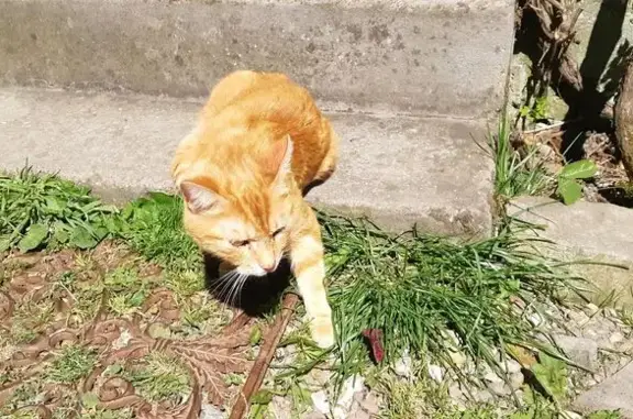 Animaux trouvés Forges-les-Eaux, photo: Chat mâle trouvé, Roncherolles-en-Bray, Forges-les-Eaux - très social