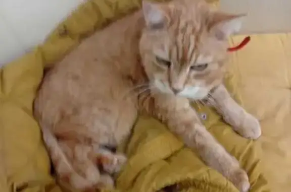 Chat perdu, Montreuil-sous-Pérouse, photo: Chat perdu, Rue Jean Baptiste Canclaux, Rezé - mâle roux de 17 ans