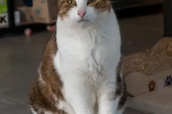 Animaux perdus Tencin, photo: Chat perdu, Rue du Lavoir, 148, Tencin - a disparu dans la nuit du 23 au 24 avril