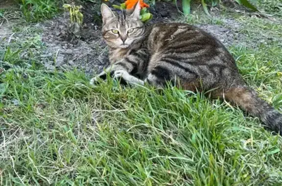 Chat perdu, Rue Saint-Roch, Mirabel-aux-Baronnies - chatte tigrée aux yeux verts - photo