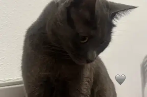 Gatos perdidos, Granada, foto: Perdido gato, Peligros, Andalucía, Granada - color gris y ojos amarillos