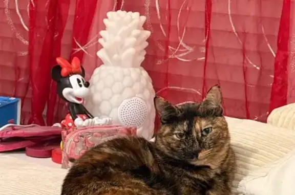 Animaux perdus Saujon, photo: Chat perdu, Impasse les Prises, Saujon - écaille de tortue