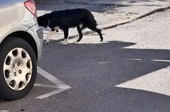 Animaux trouvés Vénissieux, photo: Chien trouvé, Avenue Alexandre Godard, Décines-Charpieu - border collie noir et blanc