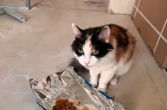 Animaux trouvés Marseille, photo: Chat trouvé, Perpignan, Occitanie - petite écailles de tortue