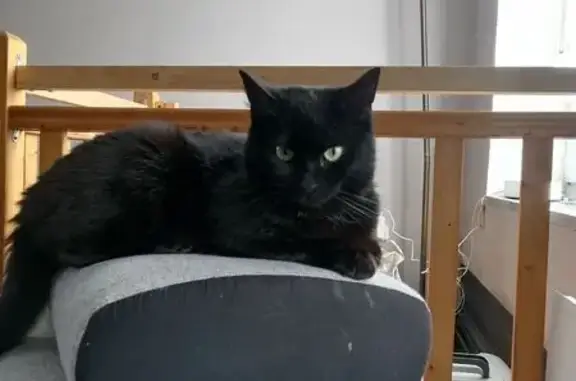 Chat perdu, Strasbourg, photo: Chat perdu, Rue de Tivoli, Boulogne-sur-Mer - noir avec tache blanche