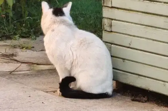 Chat trouvé Montbéliard, photo: Chat trouvé, Rue du Bois d'Allondans, Montbéliard - couleur blanche et noire