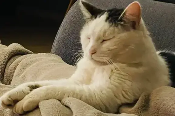 Chat perdu, Loguivy-lès-Lannion, Lannion - mâle blanc et noir - photo