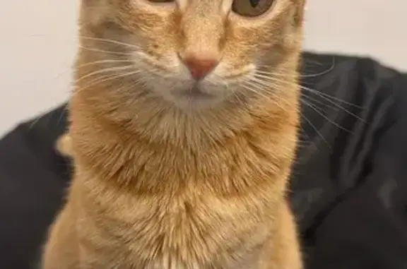 Chat perdu, Paris, photo: Chat perdu, Rue du Docteur Albert Calmette, Le Blanc-Mesnil - femelle tigrée rousse