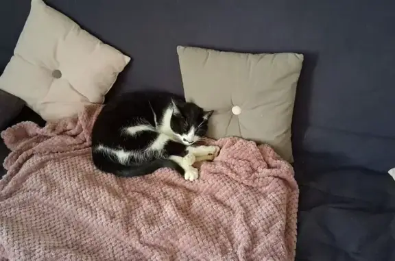 Chat perdu, Reugny, Cusset - noire et blanche avec moustache - photo