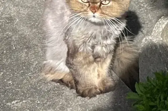 Animaux trouvés Paris, photo: Chat trouvé, Rue Eugénie, Gennevilliers - craintif