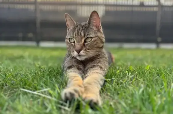 Chat perdu, Armoy, photo: Chat perdu, Route du Bois de Ville, Armoy - tigré et très câlin