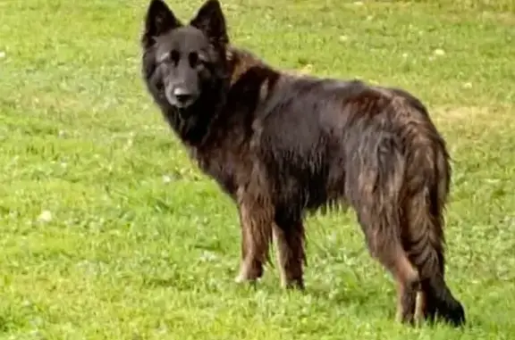 Chien perdu, Taillefontaine, Paris - femelle Berger Allemand - photo