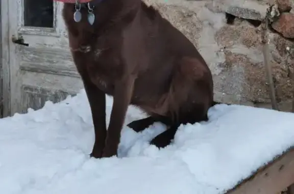 Animaux perdus Fraisses, photo: Chien perdu, Saint-Sauveur-en-Rue, Fraisses - Chataigne avec colliers