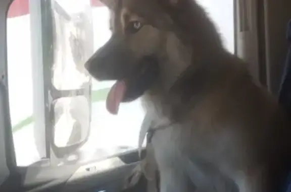 Animaux trouvés Marseille, photo: Chien trouvé, Marseille - yeux bleus type malamute