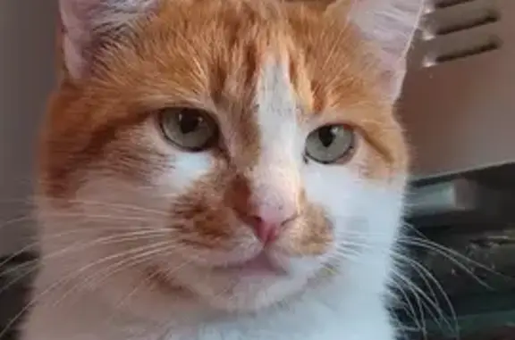 Зникла кішка, Київська вулиця, Хорол - більше рудого, кастрована - photo