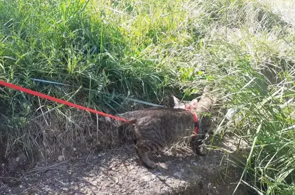Animaux perdus Le Mans, photo: Chat perdu, Rue Claude Bernard, Le Mans - femelle tigrée
