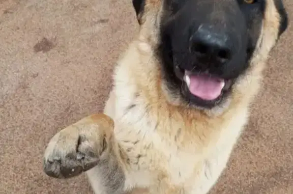 Perdido perro, Cortijo San Agu...